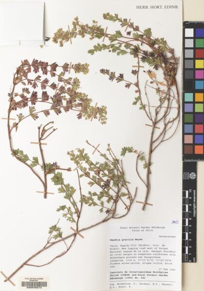 Balbisia gracilis [Espécimen: ]