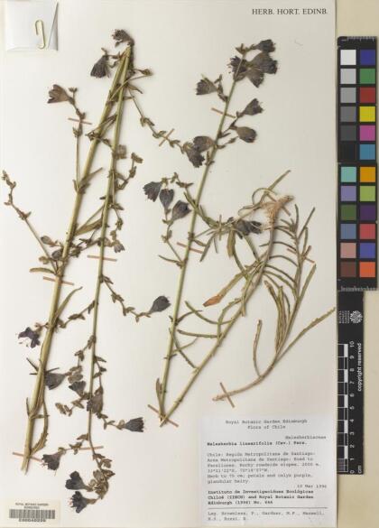 Malesherbia linearifolia [Espécimen: ]