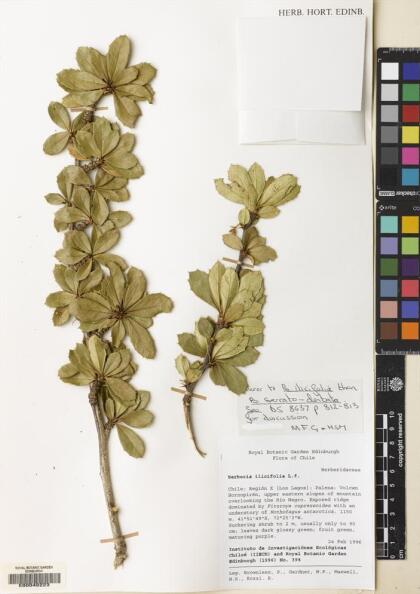 Berberis ilicifolia [Espécimen: ]