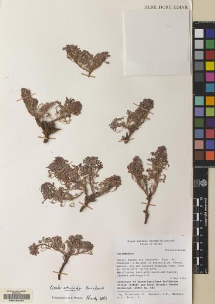 Oxalis arbuscula [Espécimen: ]