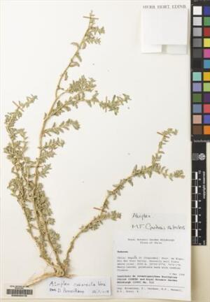 Atriplex suberecta [Espécimen: ]