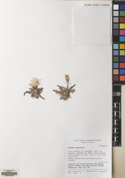 Hypochaeris eremophila [Espécimen: ]
