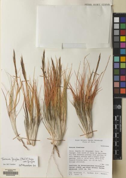 Pappostipa frigida [Espécimen: ]