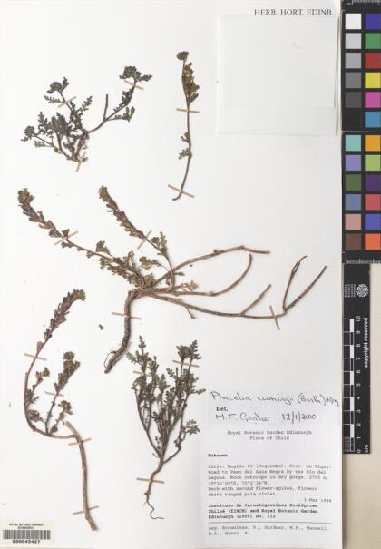 Phacelia cumingii [Espécimen: ]