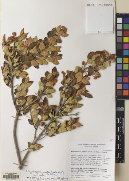 Myrceugenia ovata var. ovata [Espécimen: ]