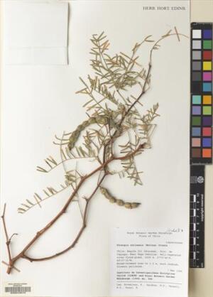 Neltuma chilensis [Espécimen: ]