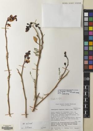 Erythrostemon angulatus [Espécimen: ]