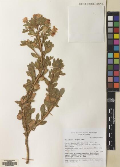 Malesherbia solanoides [Espécimen: ]