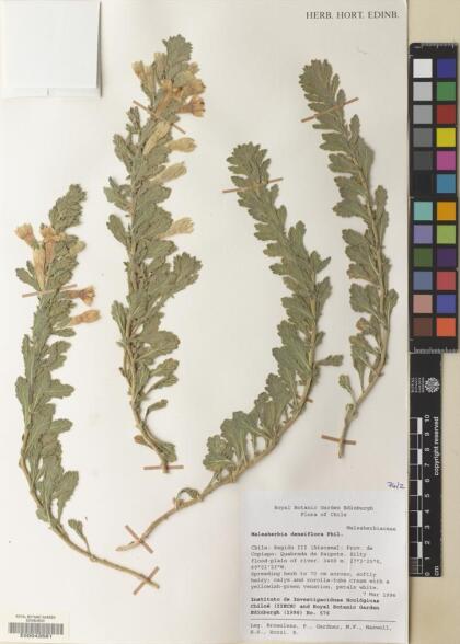 Malesherbia densiflora [Espécimen: ]