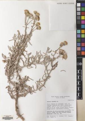 Senecio haenkei [Espécimen: ]