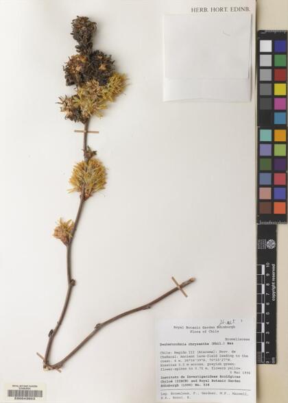 Deuterocohnia chrysantha [Espécimen: ]