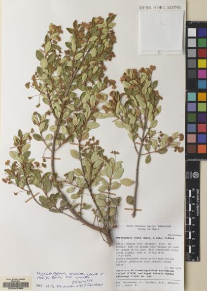 Myrceugenia ovata var. ovata [Espécimen: ]