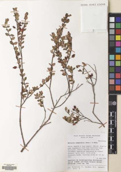 Myrteola nummularia [Espécimen: ]