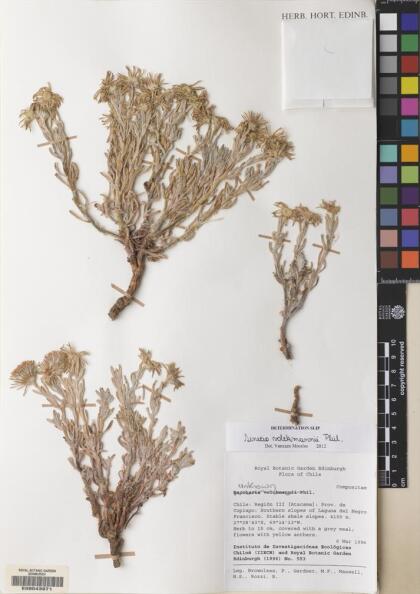 Senecio volckmannii [Espécimen: ]