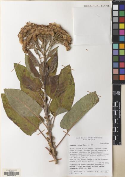 Pelseria otites [Espécimen: ]