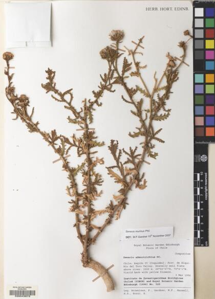 Senecio murinus [Espécimen: ]