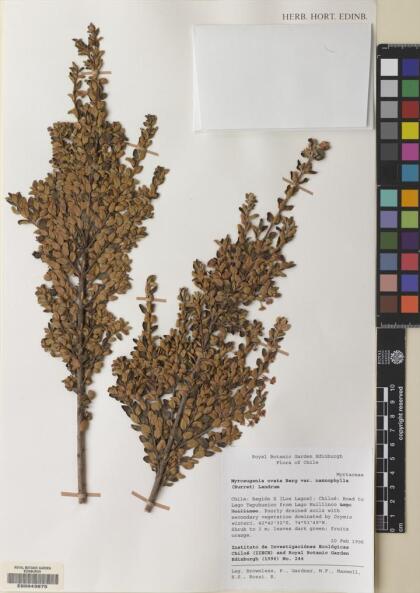 Myrceugenia ovata var. nannophylla [Espécimen: ]