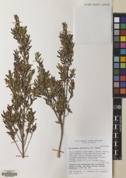 Myrceugenia parvifolia [Espécimen: ]