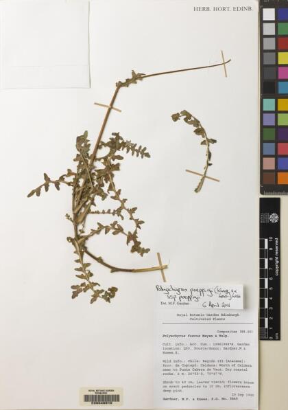 Polyachyrus poeppigii [Espécimen: ]
