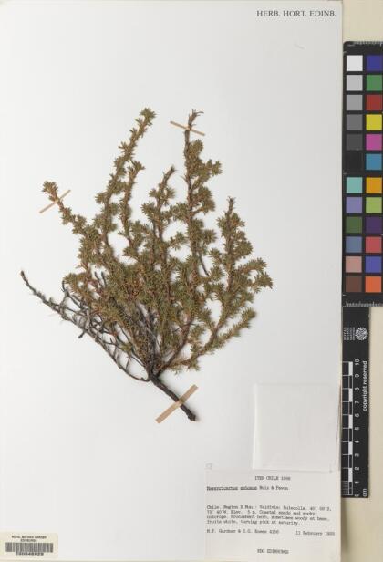 Margyricarpus pinnatus [Espécimen: ]