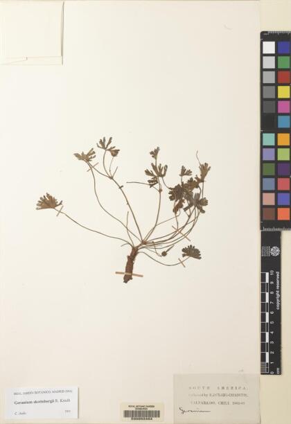 Geranium skottsbergii [Espécimen: ]