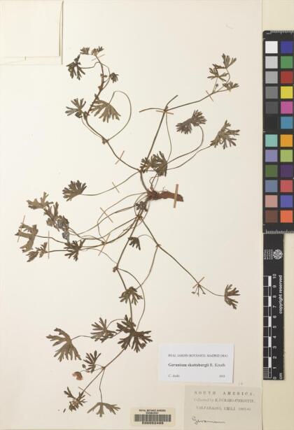 Geranium skottsbergii [Espécimen: ]