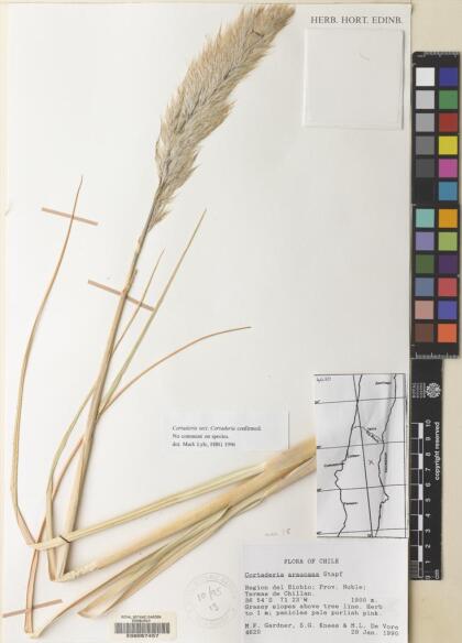Cortaderia araucana [Espécimen: ]