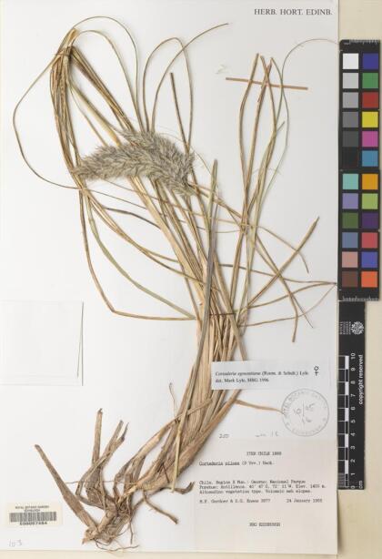 Cortaderia egmontiana [Espécimen: ]
