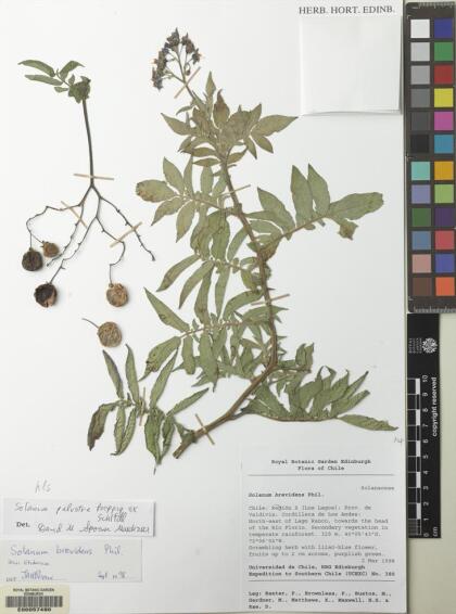 Solanum palustre [Espécimen: ]