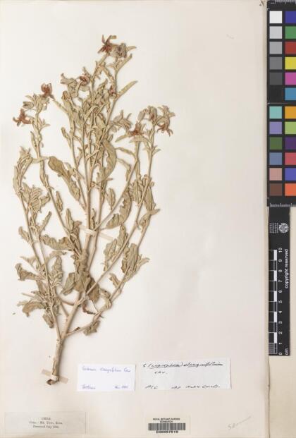 Solanum elaeagnifolium [Espécimen: ]