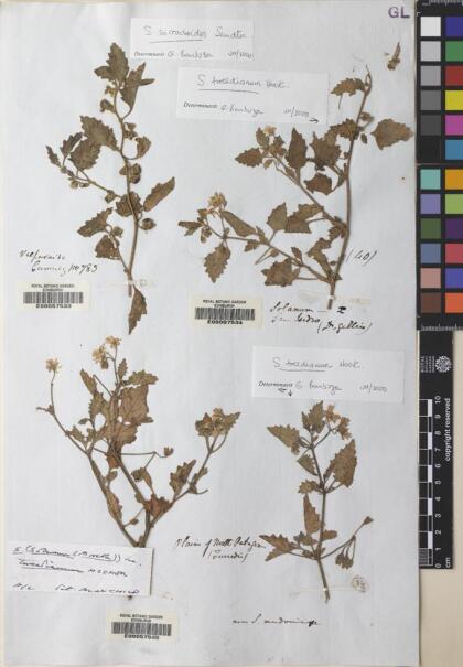 Solanum nitidibaccatum [Espécimen: ]