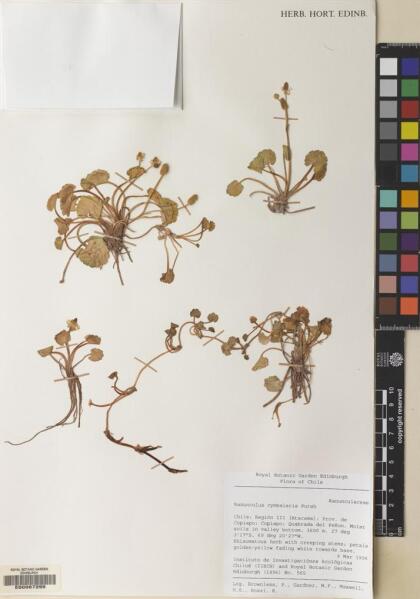 Halerpestes cymbalaria [Espécimen: ]