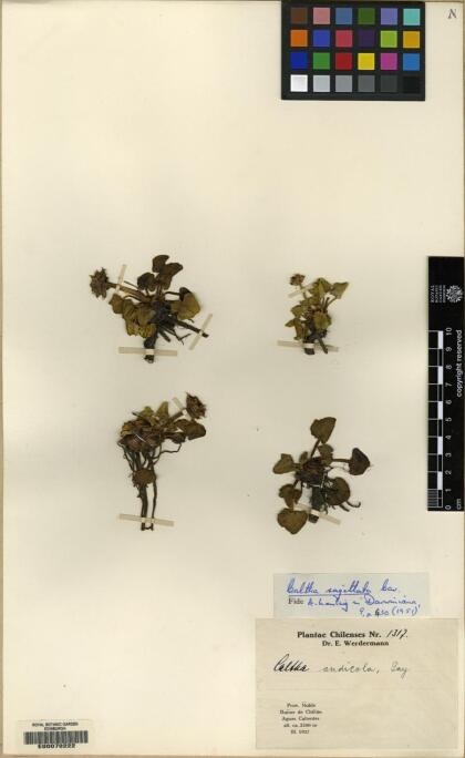 Caltha sagittata [Espécimen: ]