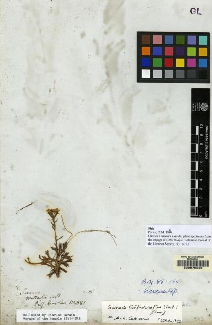 Haplosticha trifurcata [Espécimen: ]