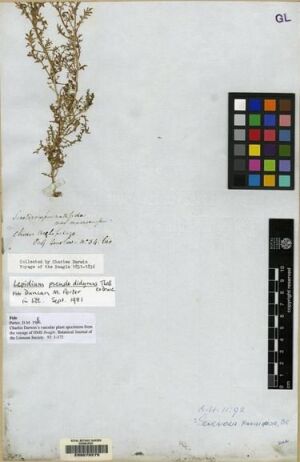 Lepidium pseudodidymum [Espécimen: ]