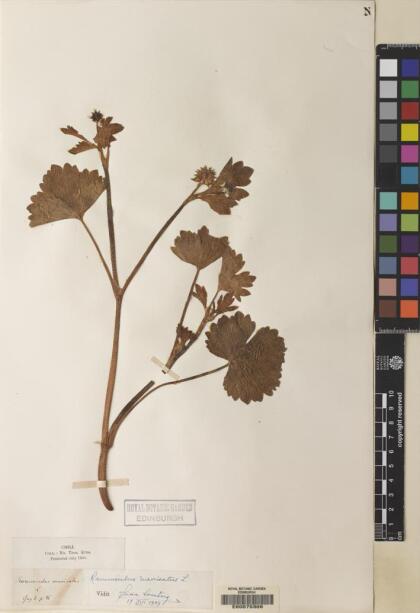 Ranunculus muricatus [Espécimen: ]