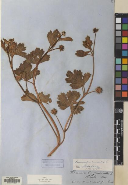 Ranunculus muricatus [Espécimen: ]