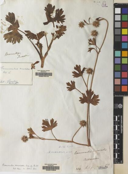 Ranunculus muricatus [Espécimen: ]