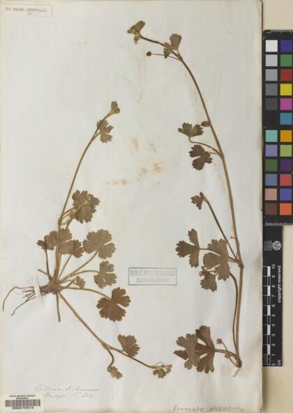 Ranunculus minutiflorus [Espécimen: ]