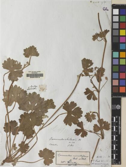 Ranunculus minutiflorus [Espécimen: ]