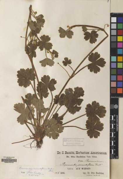 Ranunculus minutiflorus [Espécimen: ]