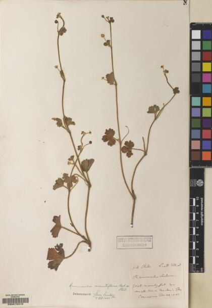 Ranunculus minutiflorus [Espécimen: ]