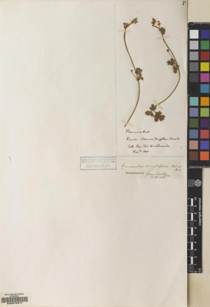 Ranunculus minutiflorus [Espécimen: ]