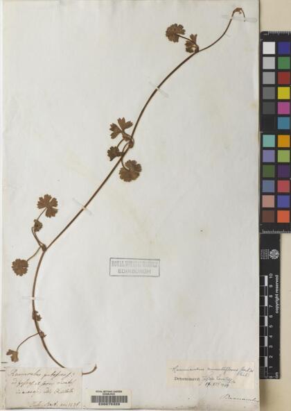 Ranunculus minutiflorus [Espécimen: ]