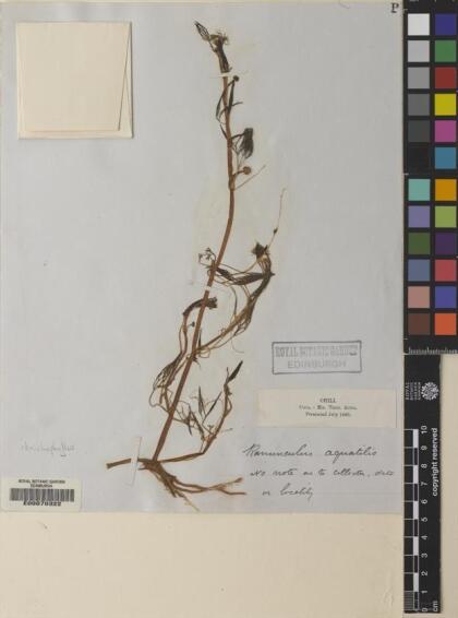 Ranunculus trichophyllus [Espécimen: ]