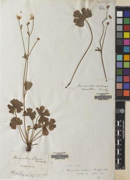 Ranunculus chilensis [Espécimen: ]