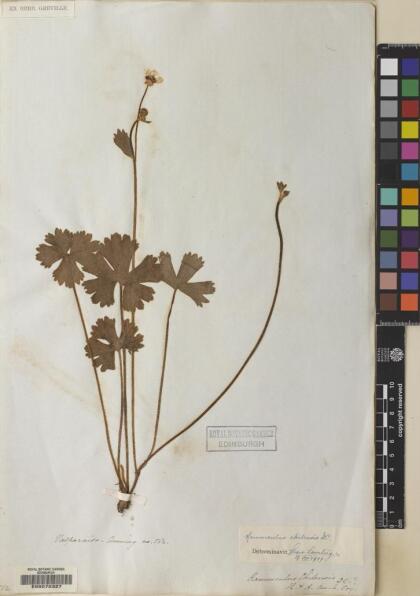 Ranunculus chilensis [Espécimen: ]