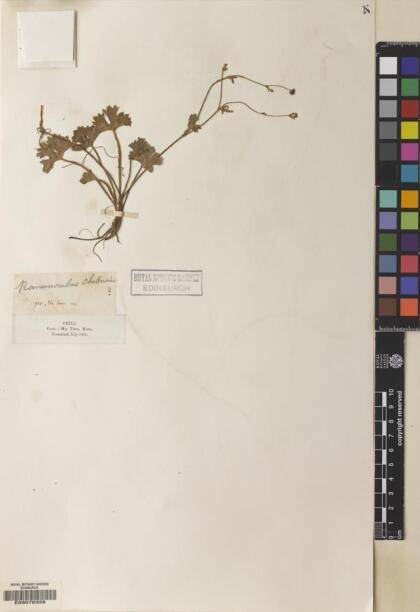 Ranunculus chilensis [Espécimen: ]