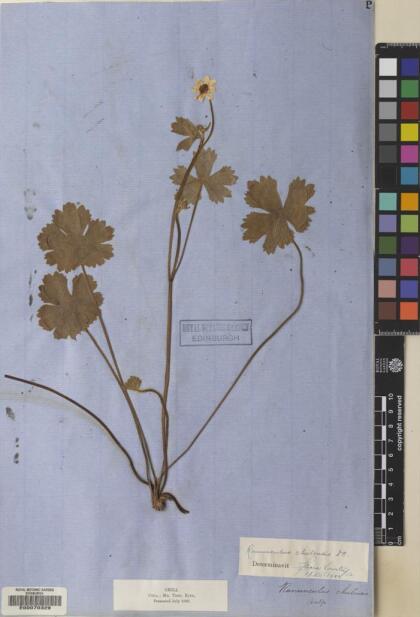Ranunculus chilensis [Espécimen: ]