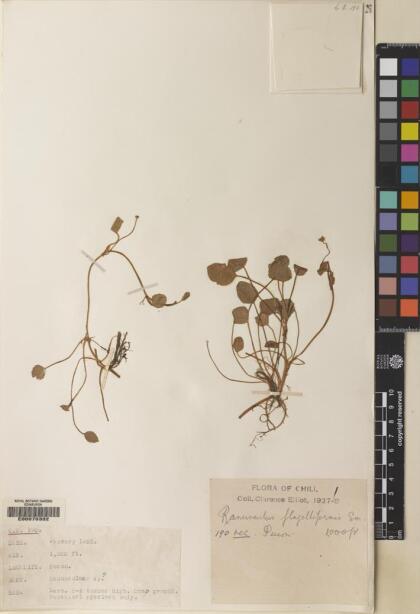 Ranunculus flagelliformis [Espécimen: ]